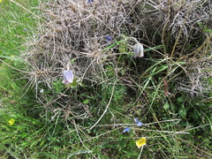 Pulsatilla albana