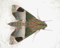 Angonyx testacea