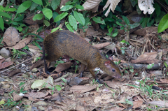 Dasyprocta variegata