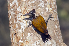 Chrysocolaptes guttacristatus