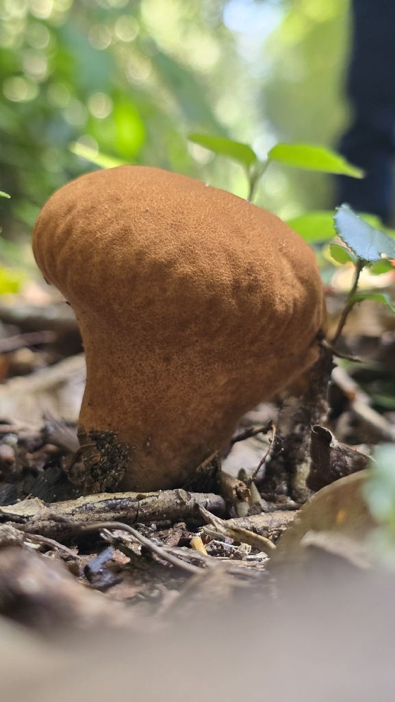 Calvatia rugosa · April 2026 · photo: © paulomascaretti (iNaturalist, cc-by)