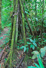 Socratea exorrhiza
