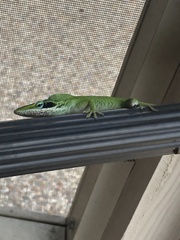 Anolis carolinensis