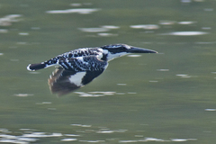 Ceryle rudis leucomelanurus