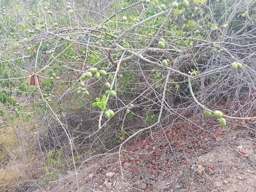 Ciruela (Spondias purpurea)
