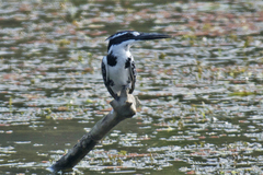 Ceryle rudis leucomelanurus