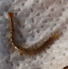 Arthrorhabdus formosus
