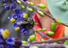 Megachile amparo