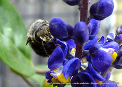 Megachile amparo