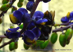 Megachile amparo