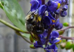 Megachile amparo