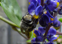 Megachile amparo