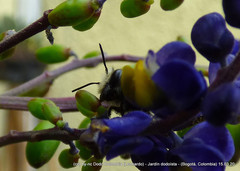 Megachile amparo