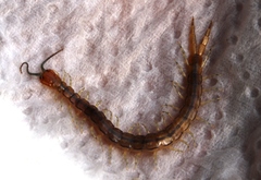 Arthrorhabdus formosus