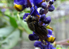 Megachile amparo