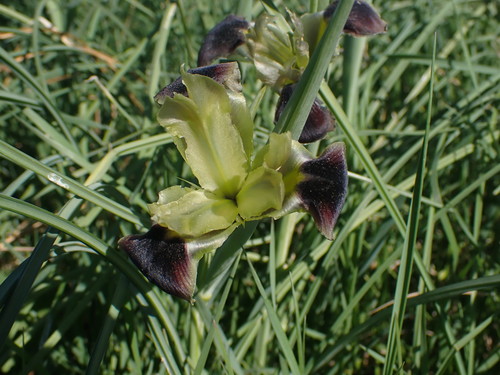 Gomoljasta perunika (Iris tuberosa)