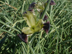 Iris tuberosa