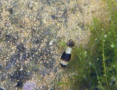 Anax imperator