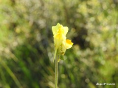 Linaria hirta