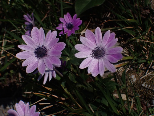 Vrtna šumarica (Anemone hortensis)