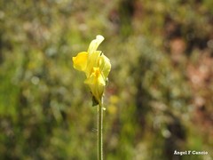 Linaria hirta