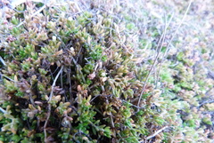 Crassula sinclairii