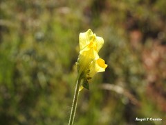 Linaria hirta