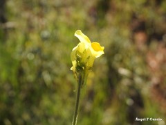 Linaria hirta