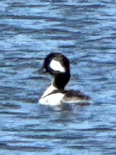 iNaturalist observation photo of Bufflehead