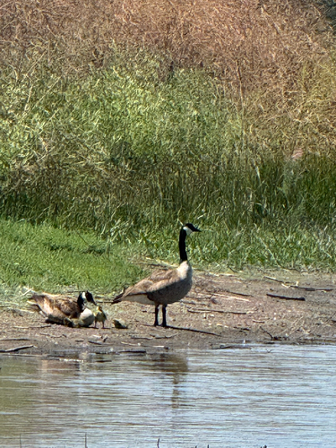 iNaturalist observation photo of Canada Goose