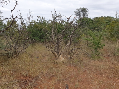 Sesamothamnus lugardii image