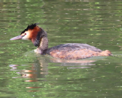Somormujo lavanco (Podiceps cristatus)