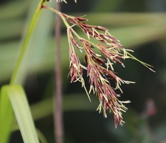 Scleria transvaalensis image