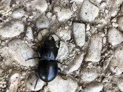 Pasimachus californicus