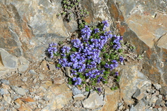 Veronica nummularia