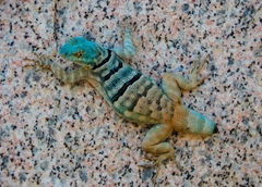 Baja California Rock Lizard photo 3