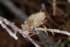 Cicada orni
