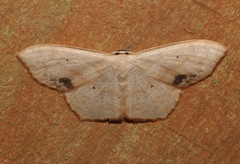 Image of Scopula timandrata