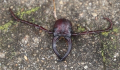 Cacosceles newmannii