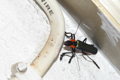 Themus explanaticollis