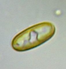 Sellaphoraceae