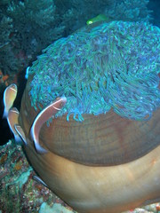 Amphiprion perideraion