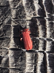 Dictyoptera