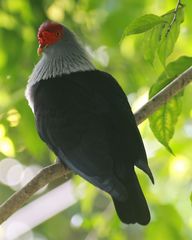 Alectroenas pulcherrimus