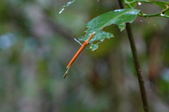Tithonophasma tithonus