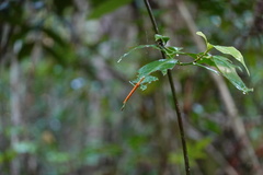 Tithonophasma tithonus