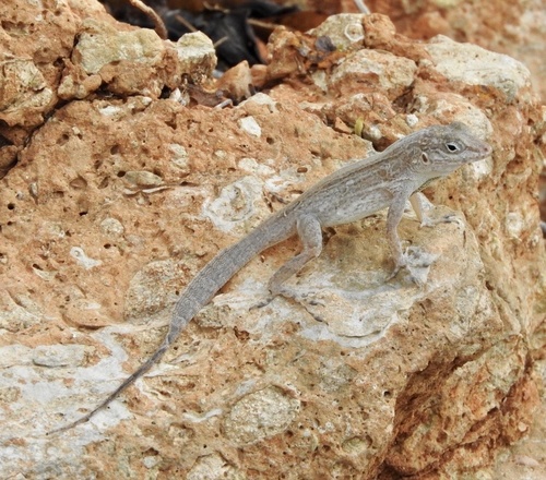 Cook's Anole (Anolis cooki)
