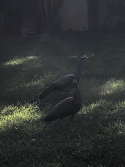 Pavo cristatus × muticus