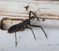 Rhynocoris albopunctatus