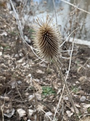 Dipsacus fullonum